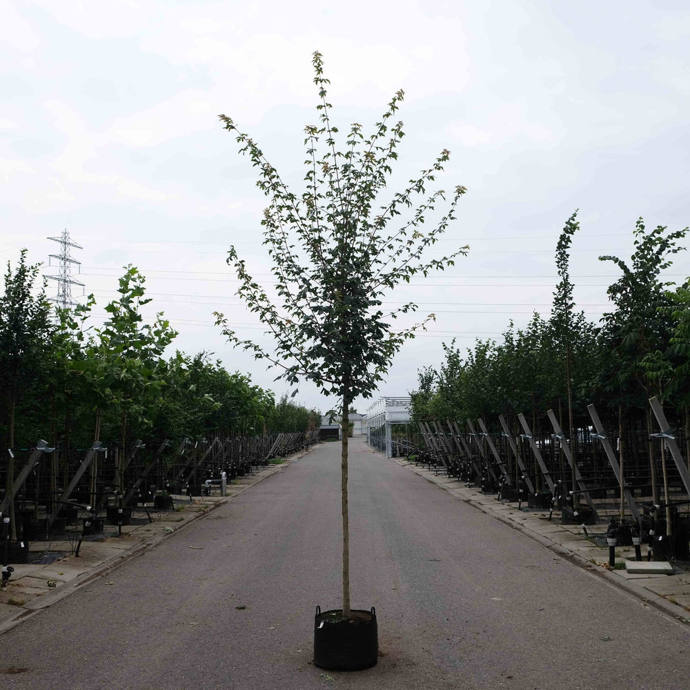 Veldesdoorn (Acer campestre Elsrijk)