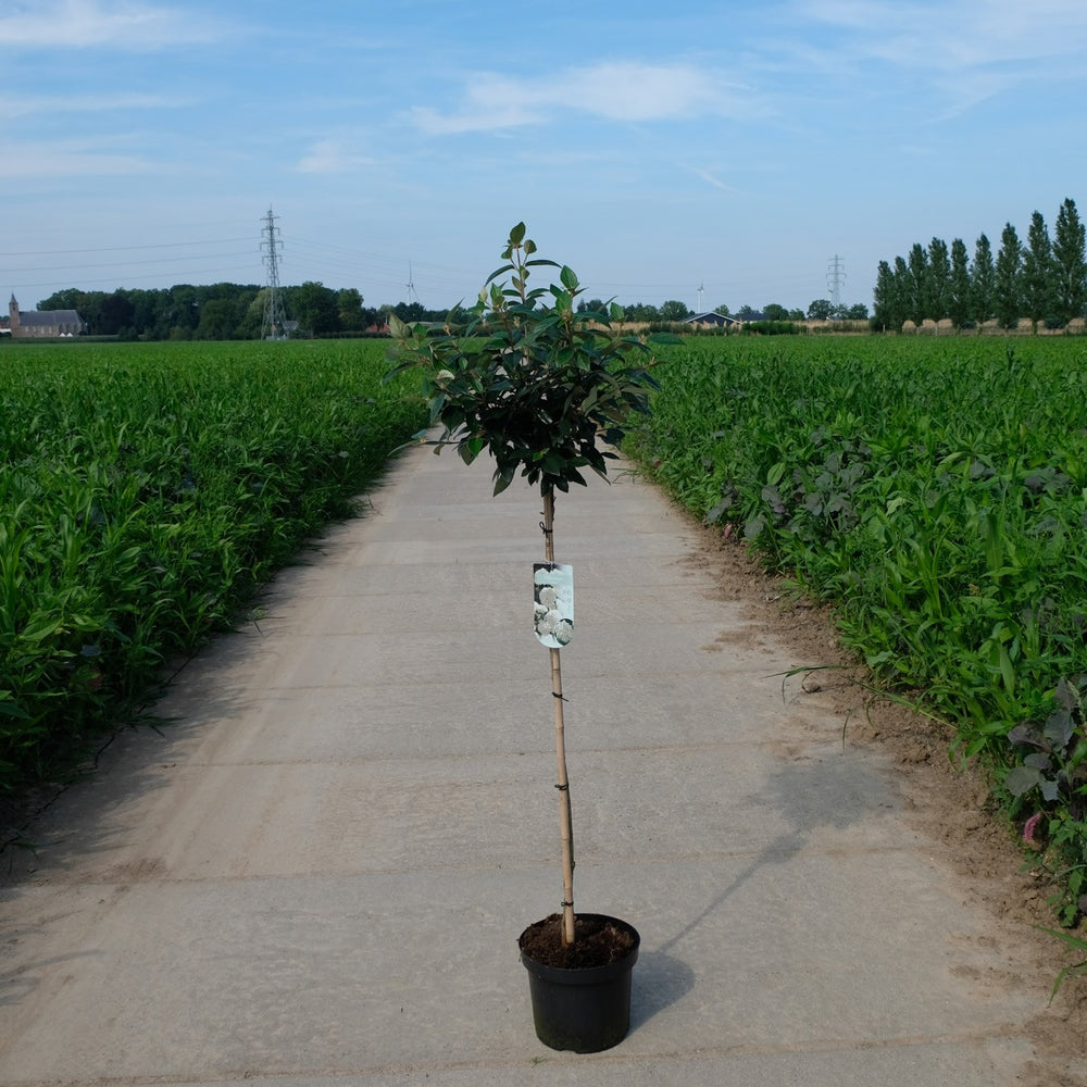 Viburnum op stam