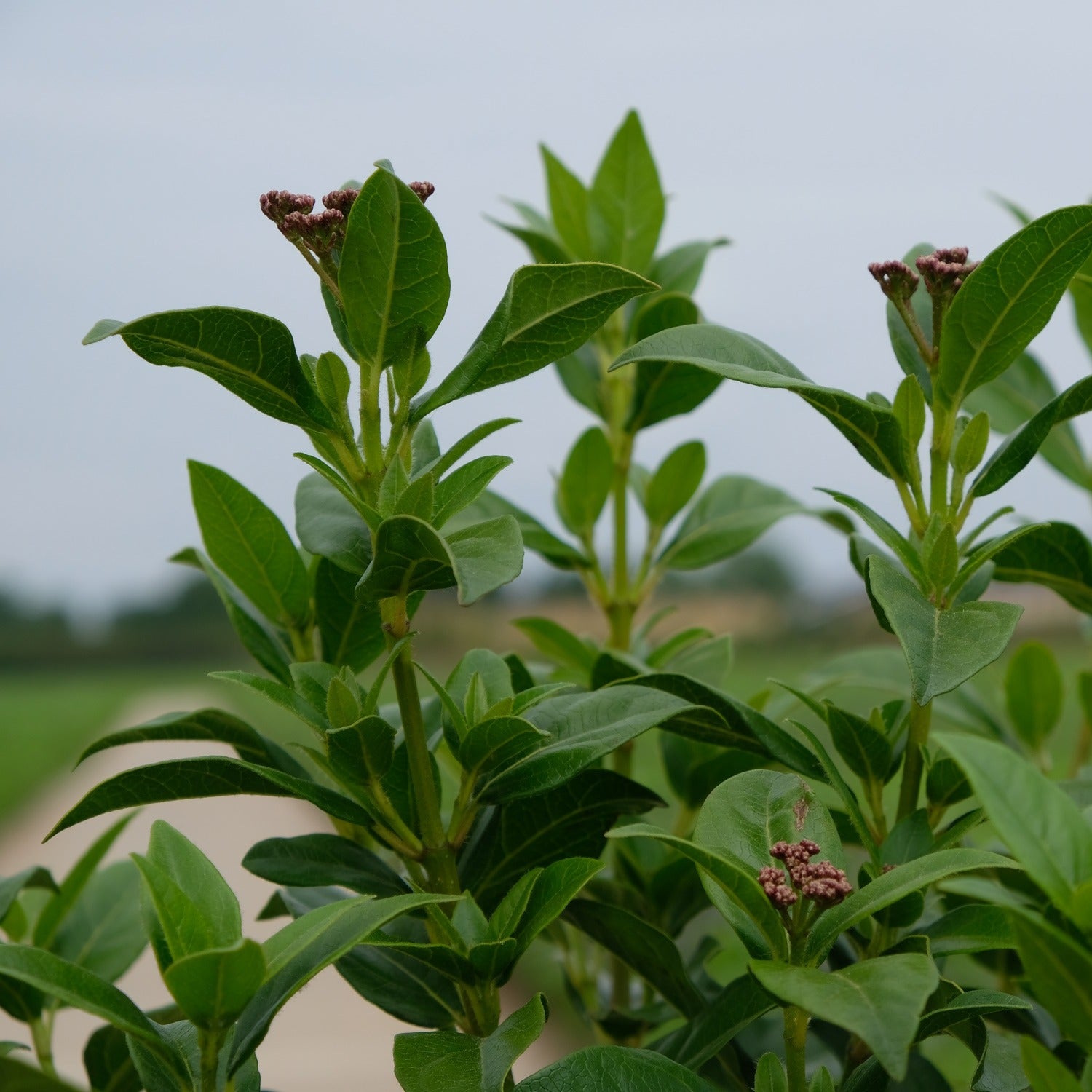 Viburnum tinus