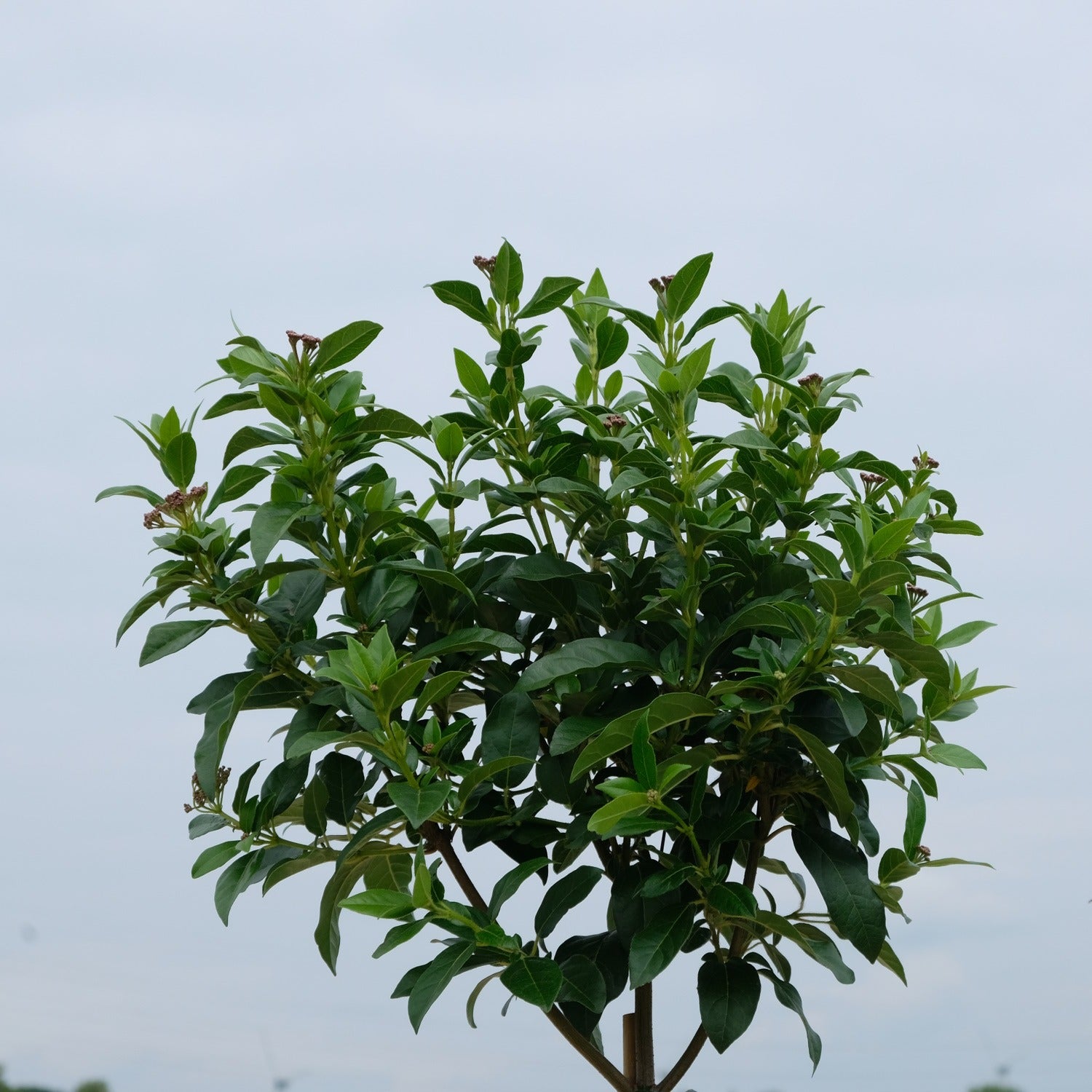 Viburnum tinus bol