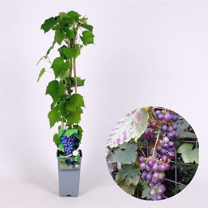 Blauwe druif (Vitis Boskoop's Glorie)