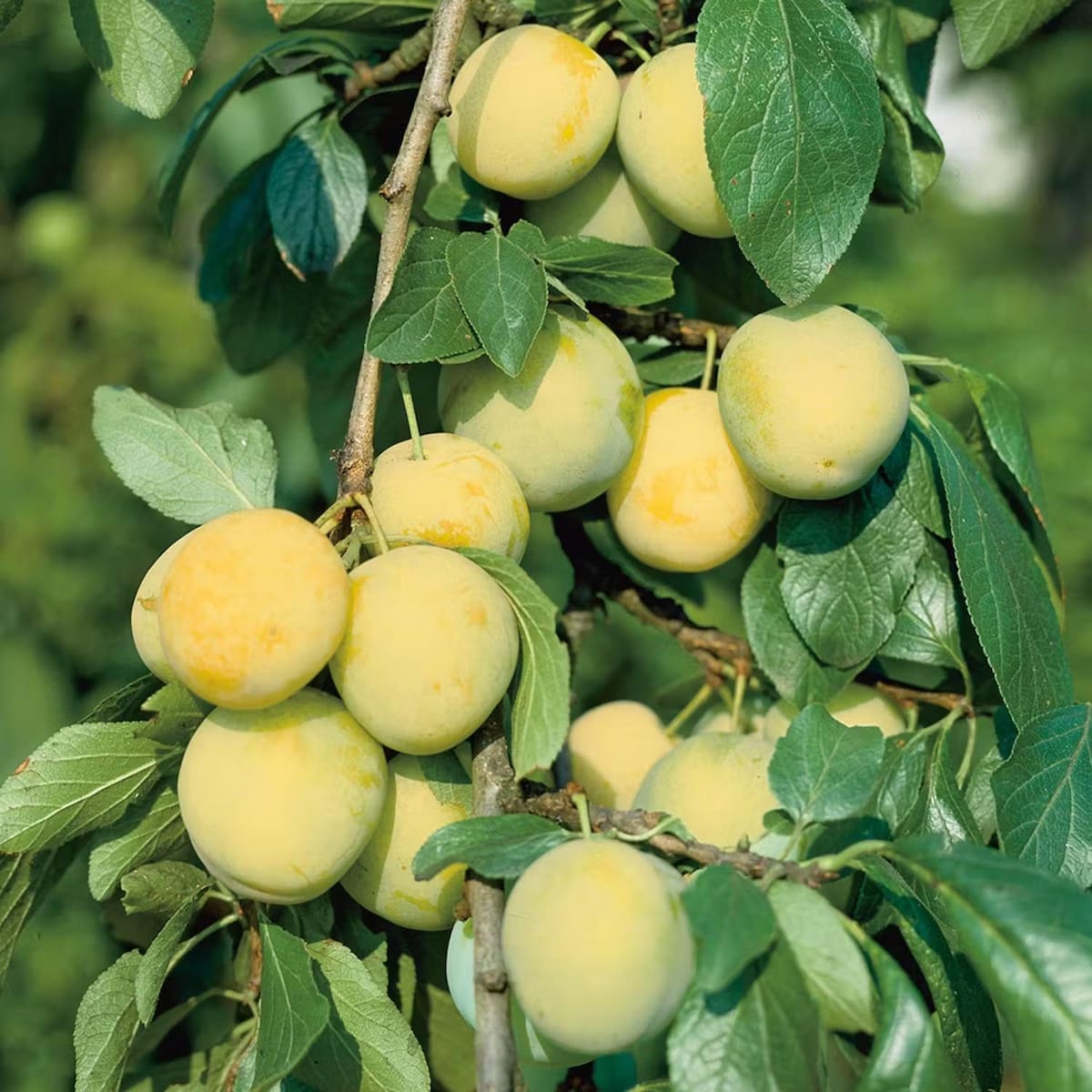 Pruimenboom Prunus Reine Claude d' Oullins (zoetzuur)