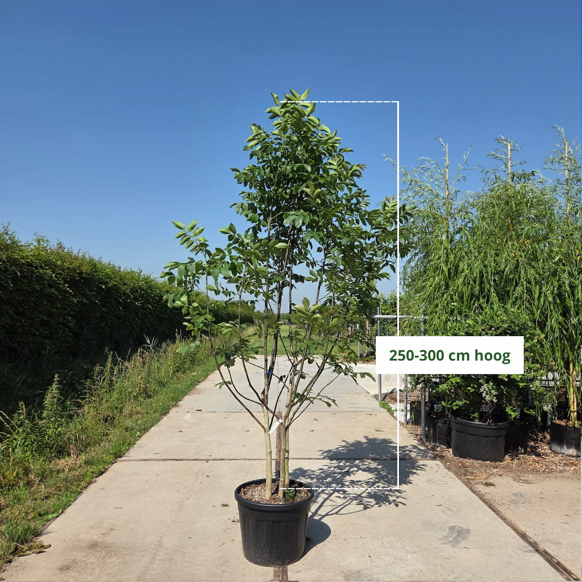 Meerstammige walnoot (Juglans regia)