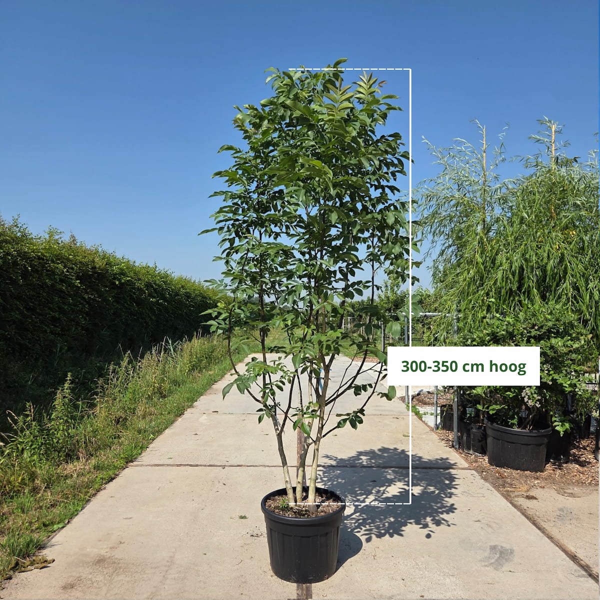 Meerstammige walnoot (Juglans regia)