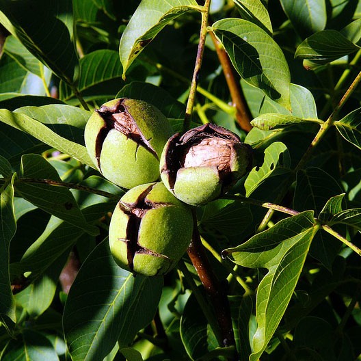 Meerstammige walnoot (Juglans regia)