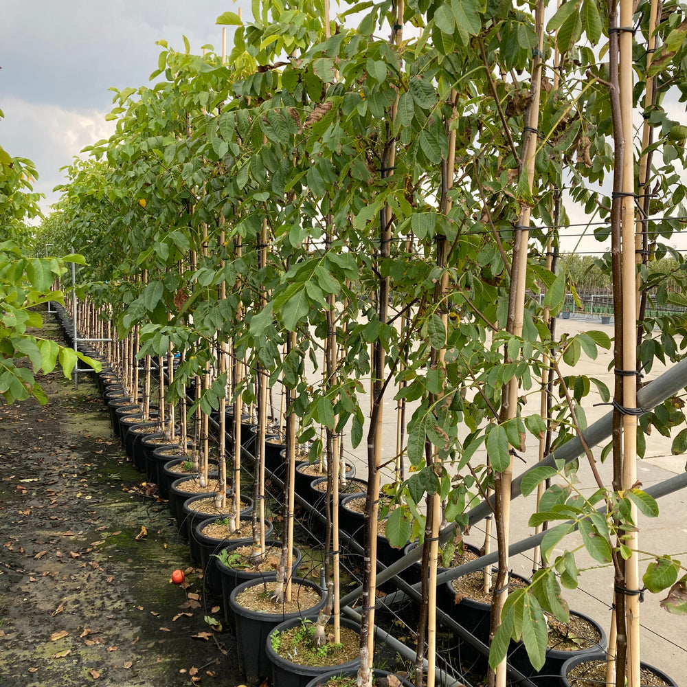 Lange van Lod walnotenboom Juglans regia met grote eetbare noten