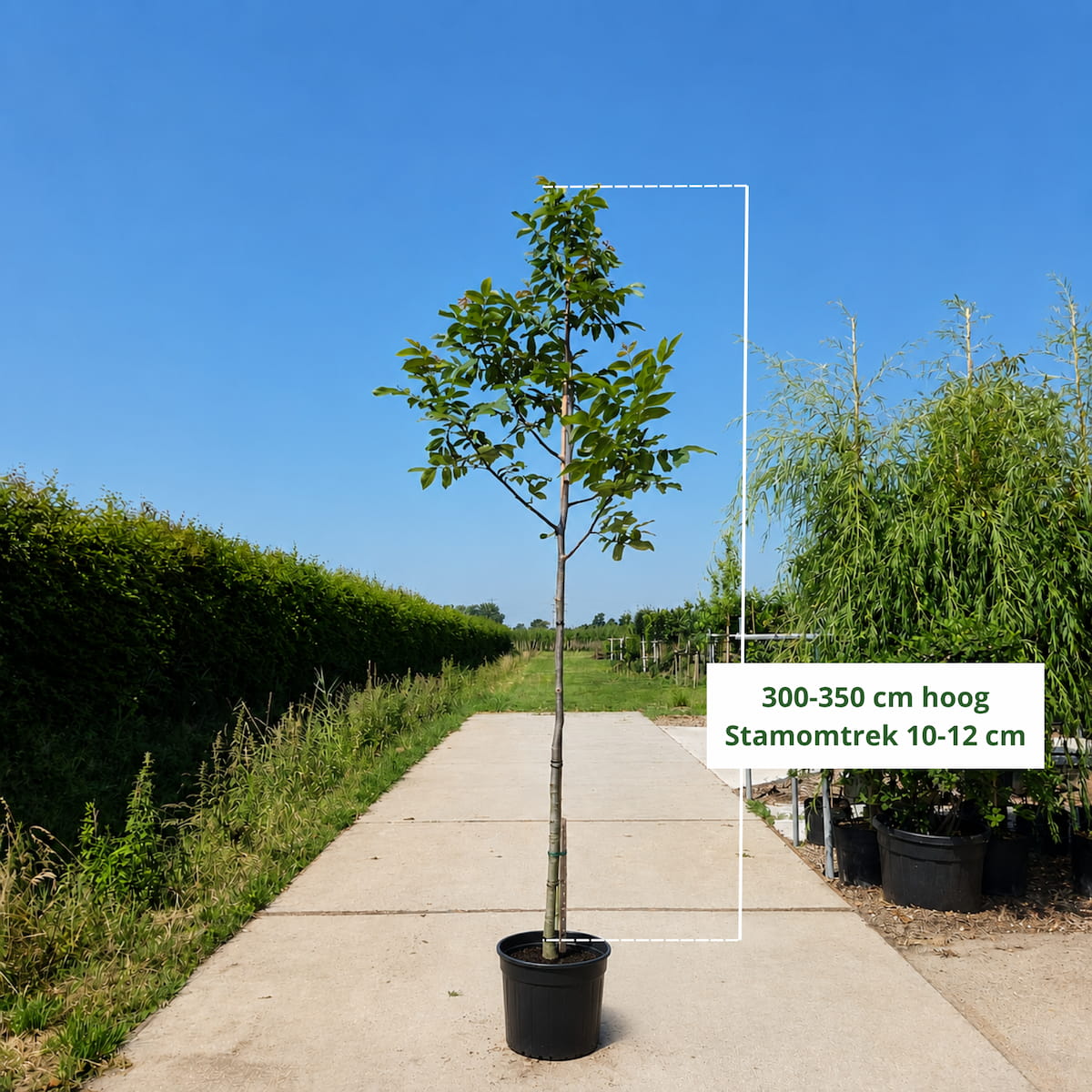 Walnotenboom (Juglans regia)
