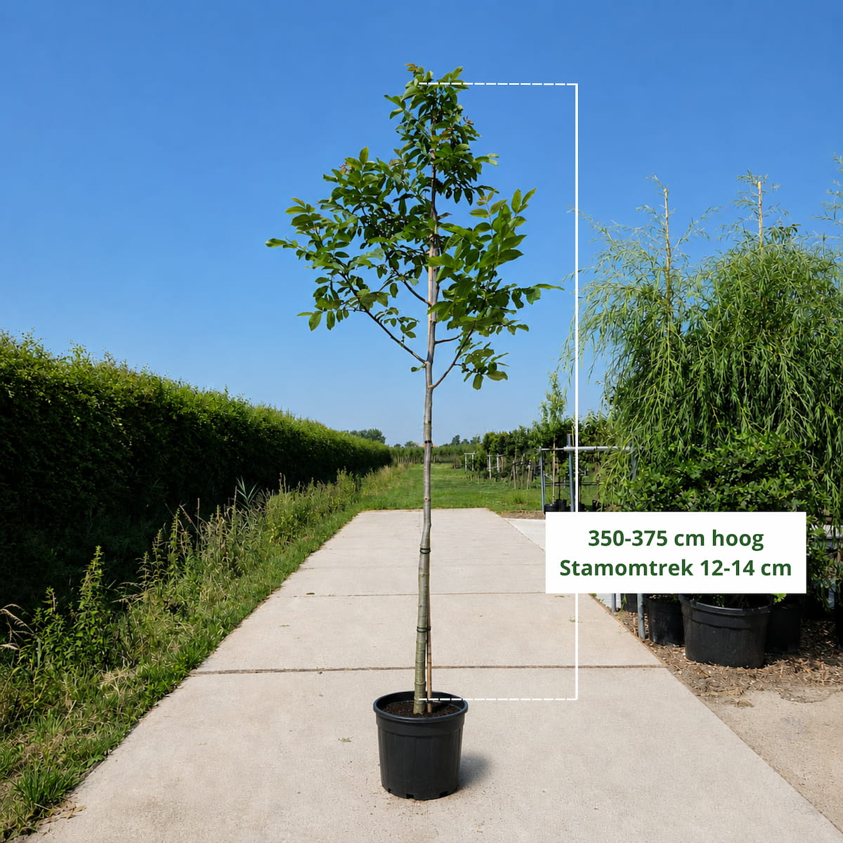 Walnotenboom (Juglans regia)