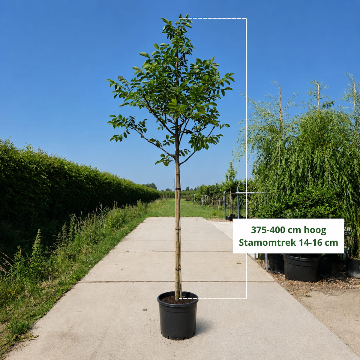 Walnotenboom (Juglans regia)