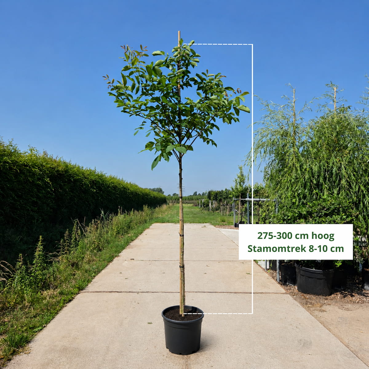 Walnotenboom (Juglans regia)