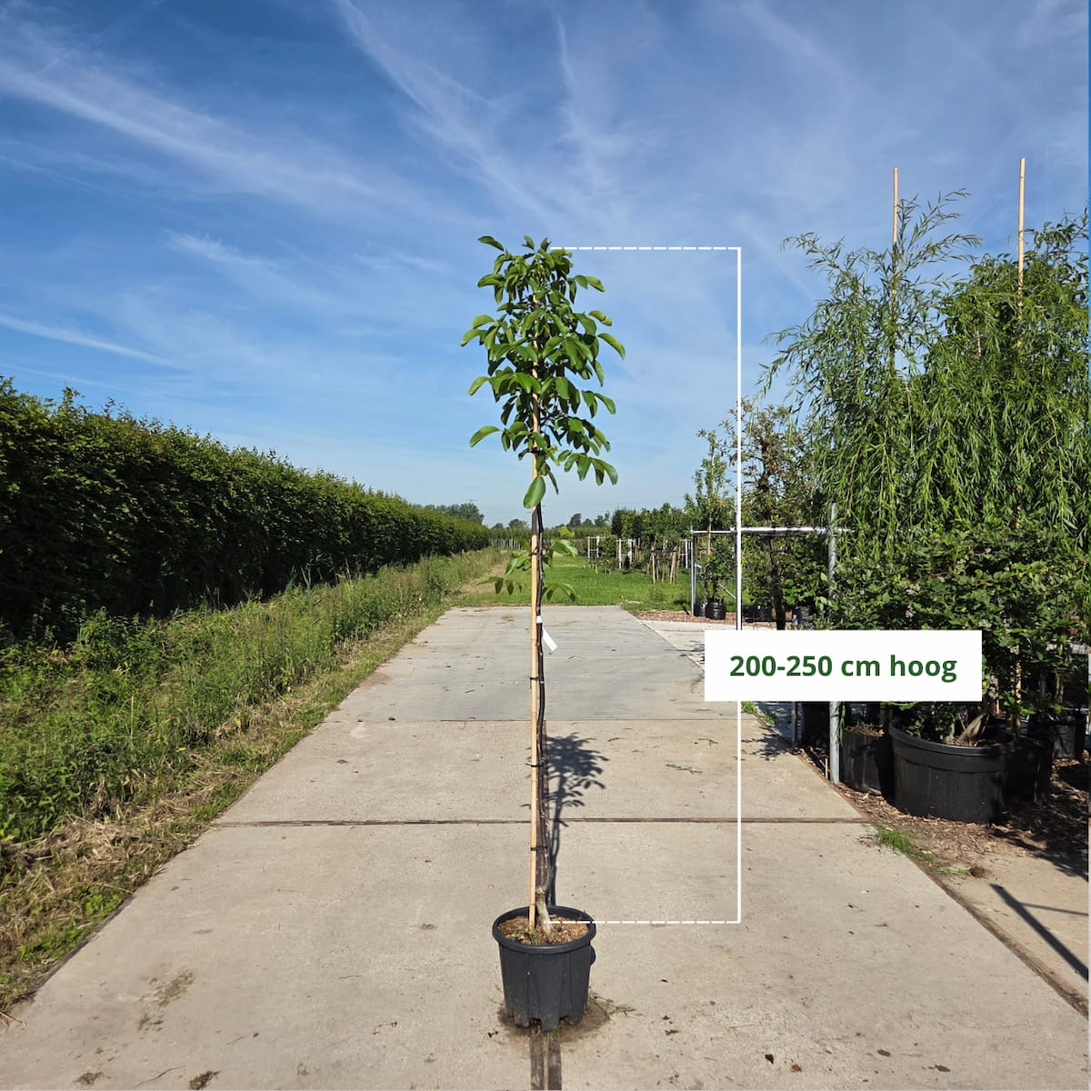 Walnotenboom (Juglans regia 'Chandler')