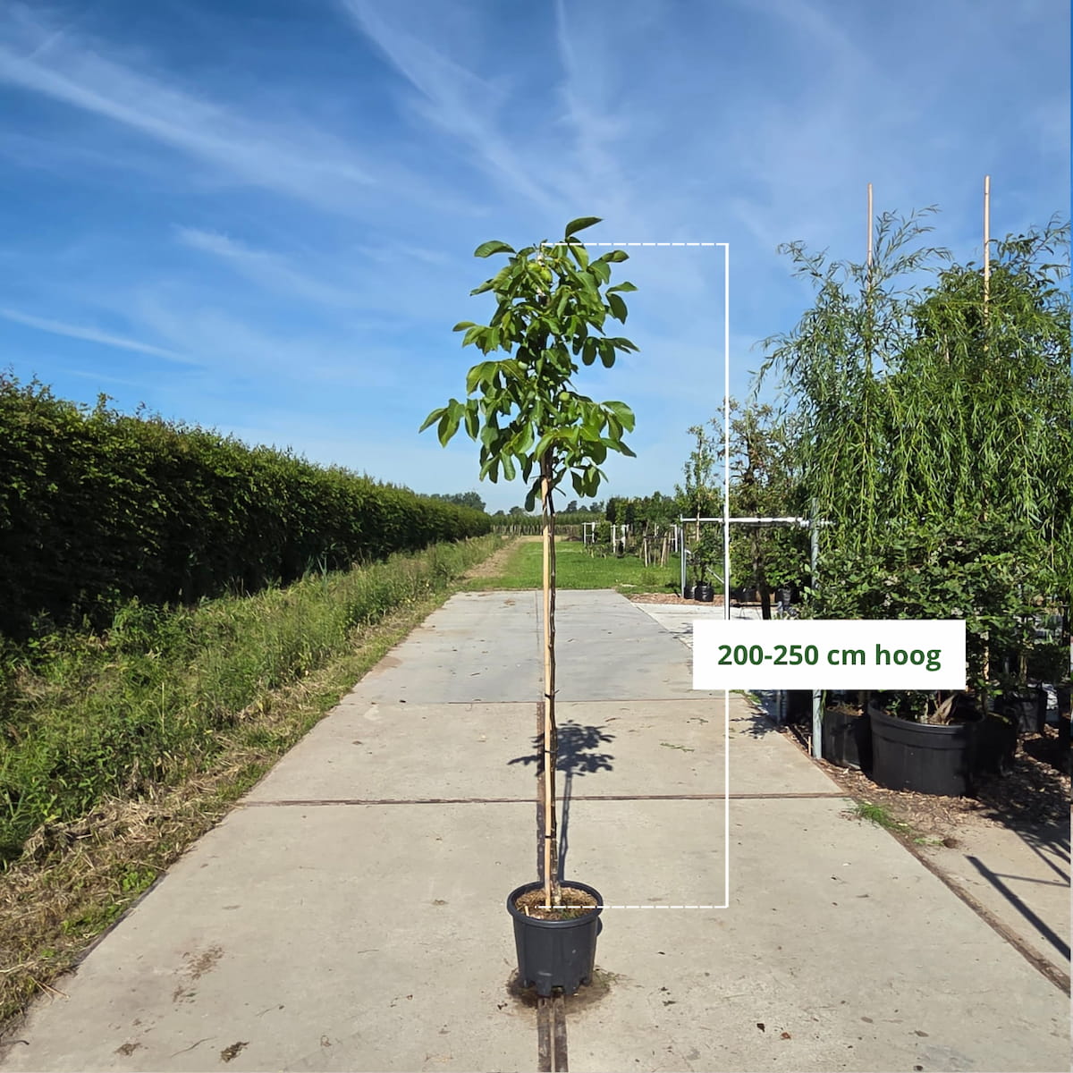 Walnotenboom (Juglans regia 'Lange van Lod')