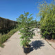 Rhus typhina fluweelboom meerstammig met groen geveerd blad