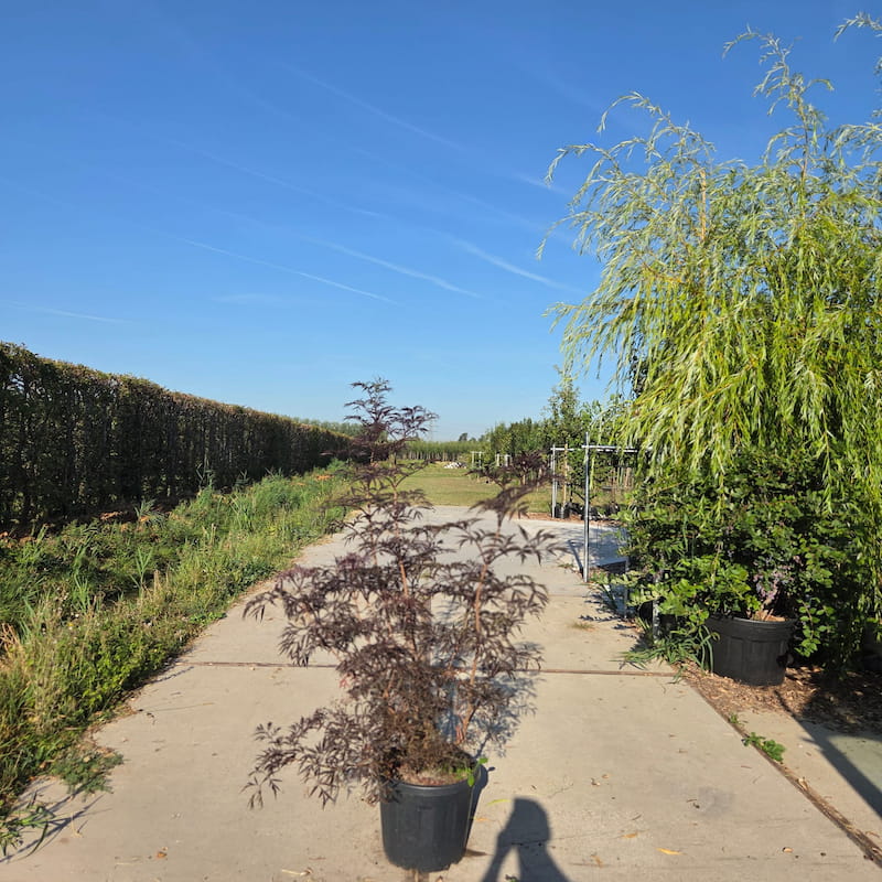 Sambucus nigra Black Lace meerstammig met donkerpaars blad
