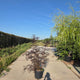 Sambucus nigra Black Lace meerstammig met donkerpaars blad