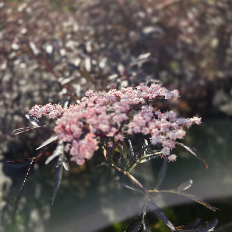 Zwarte vlier ‘Black Lace’ – Sambucus nigra meerstammig