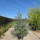 Eucalyptus gunnii struikvorm met zilverblauw blad