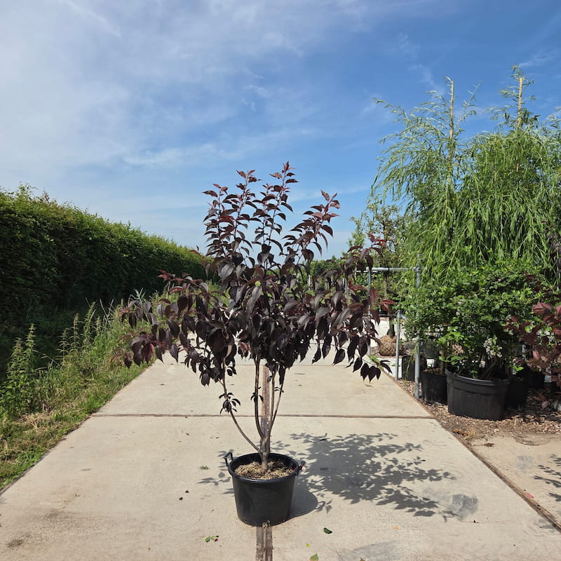 Prunus Royal Burgundy meerstammig met donkerrood blad
