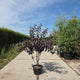 Prunus Royal Burgundy meerstammig met donkerrood blad