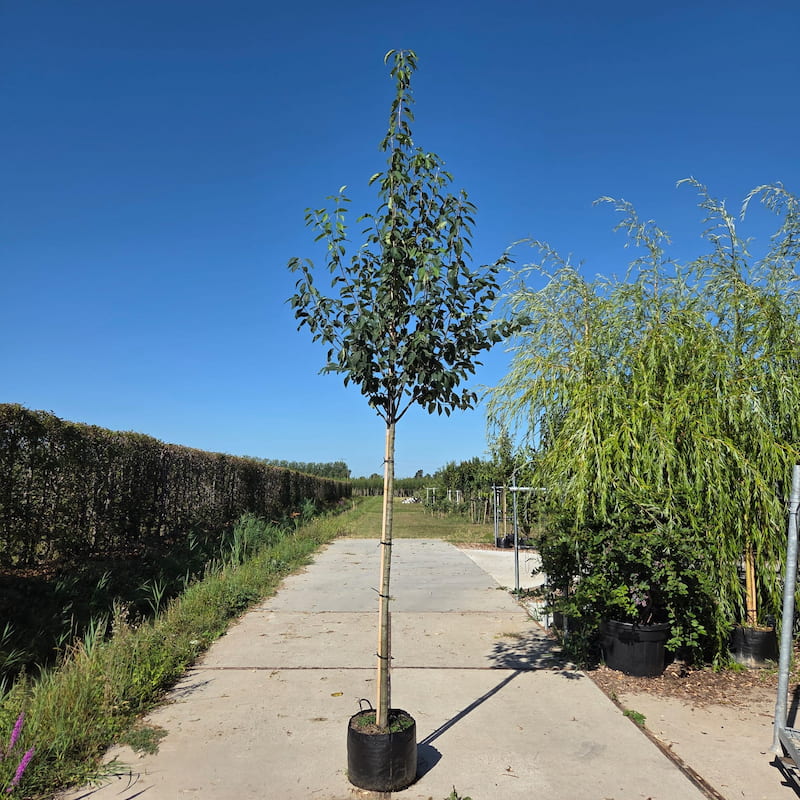 Krentenboom Robin Hill | Amelanchier arborea op stam