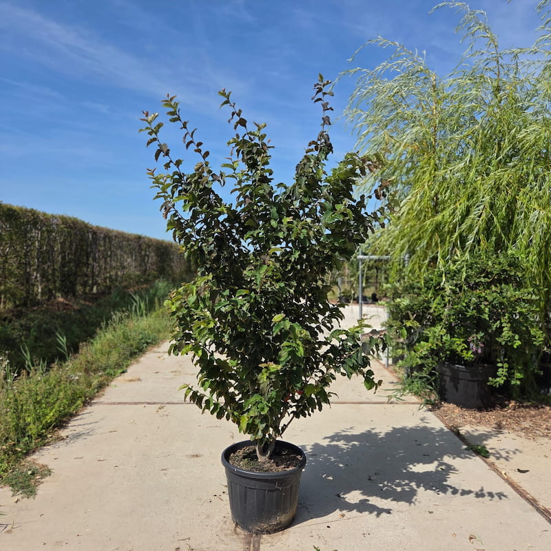 Perzisch ijzerhout – Parrotia persica meerstammig