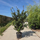 Perzisch ijzerhout – Parrotia persica meerstammig