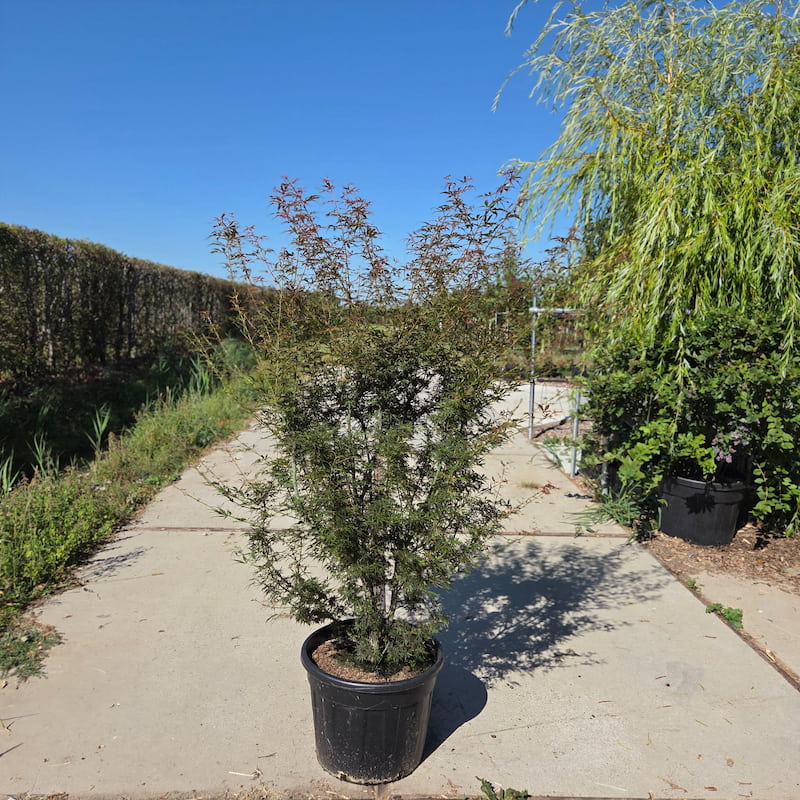 Acer palmatum Jerre Schwartz Japanse esdoorn met rood blad