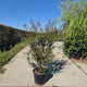 Acer palmatum Jerre Schwartz Japanse esdoorn met rood blad