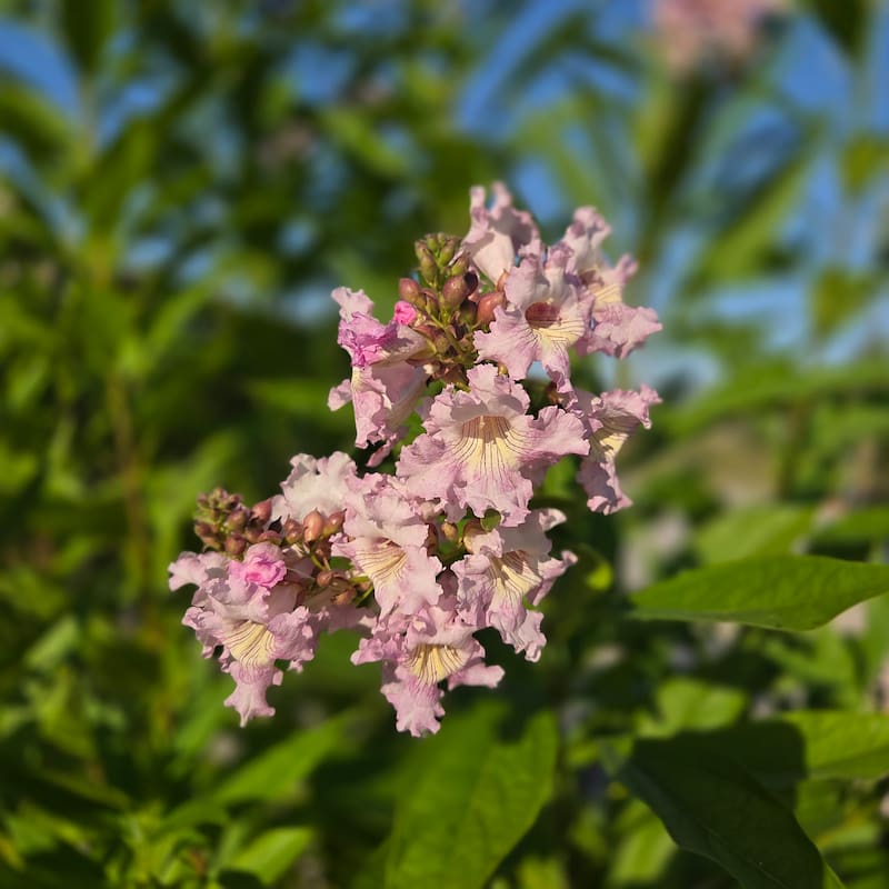 Chitalpa ‘Summer Bells’ – Chitalpa tashkentensis meerstammig