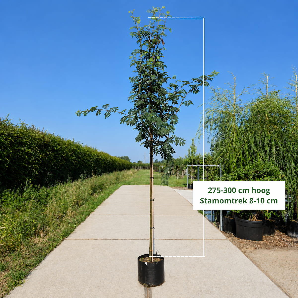 Wilde lijsterbes (Sorbus aucuparia)