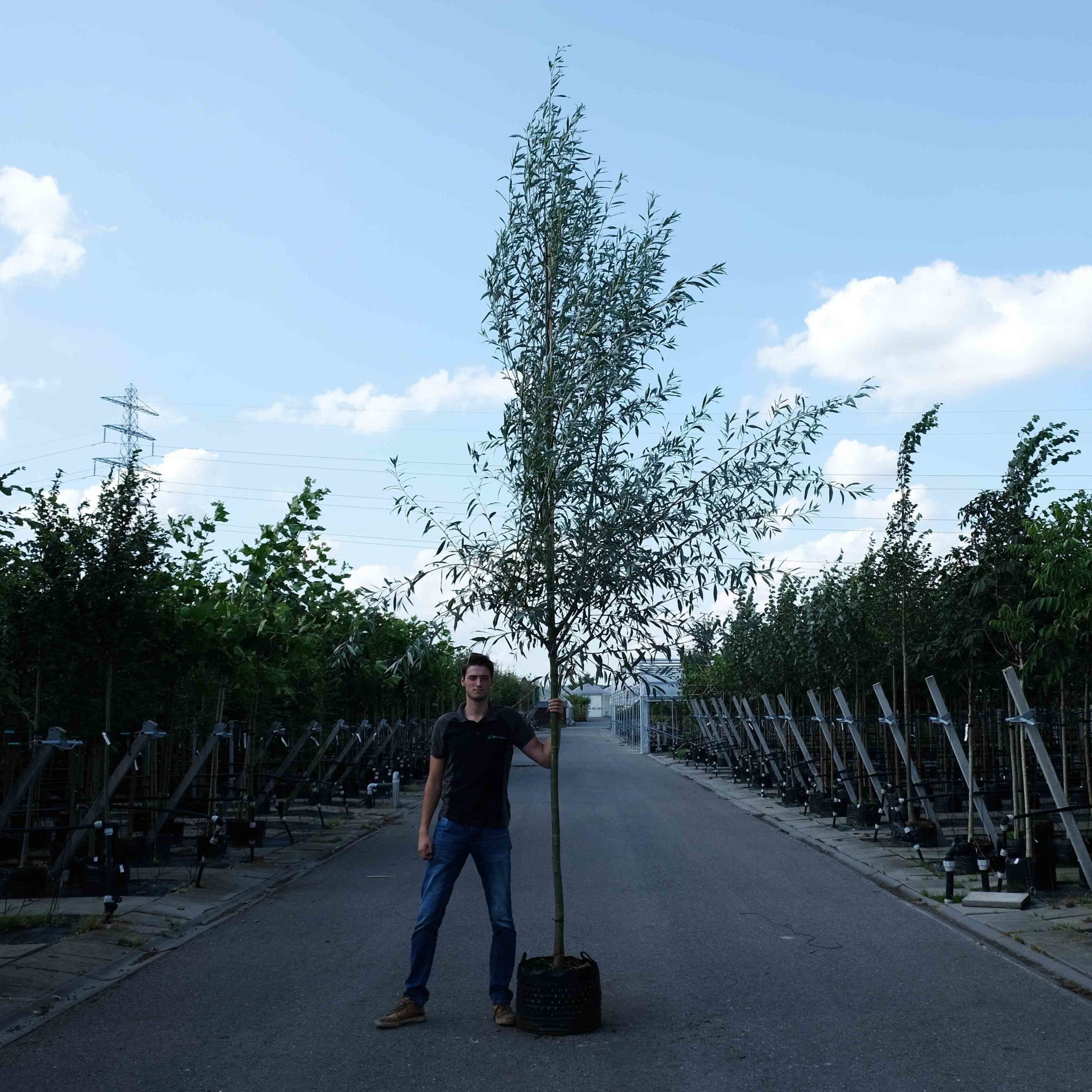 Schietwilg (Salix alba)