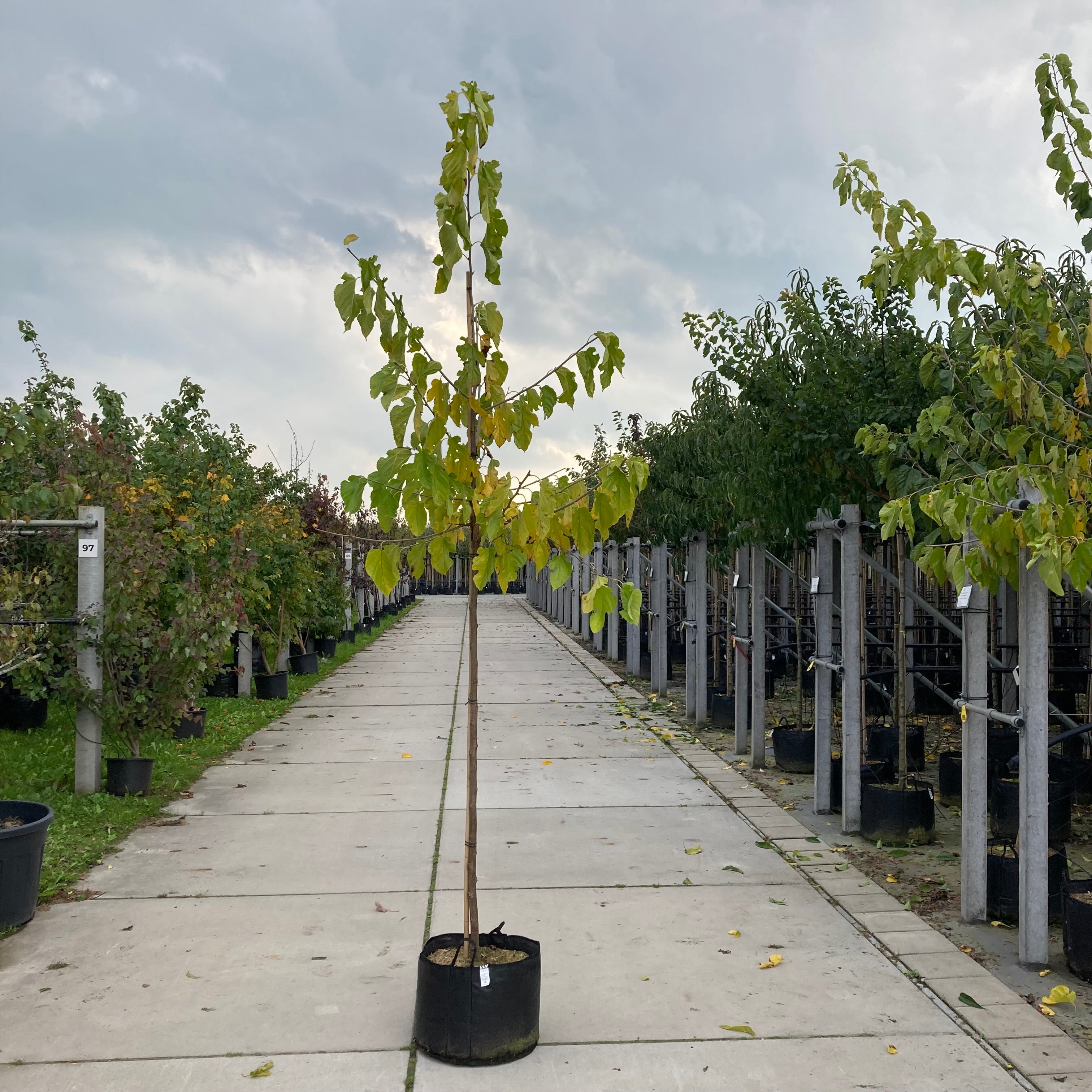 Morus alba witte moerbeiboom met groene bladeren en vruchten in de tuin