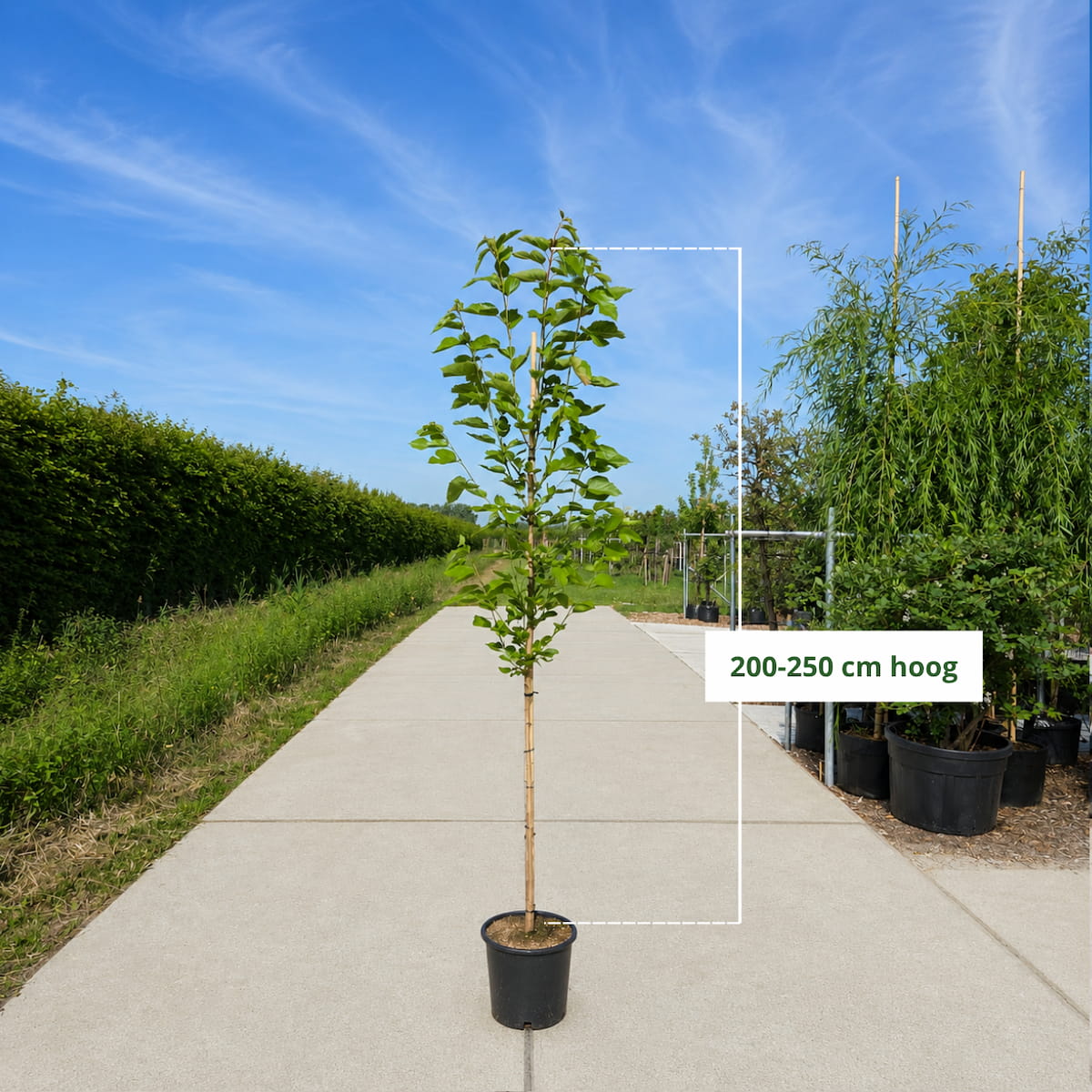 Witte moerbei (Morus ‘White Berry’)