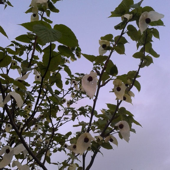 Zakdoekjesboom (Davidia involucrata)