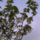 Zakdoekjesboom (Davidia involucrata)