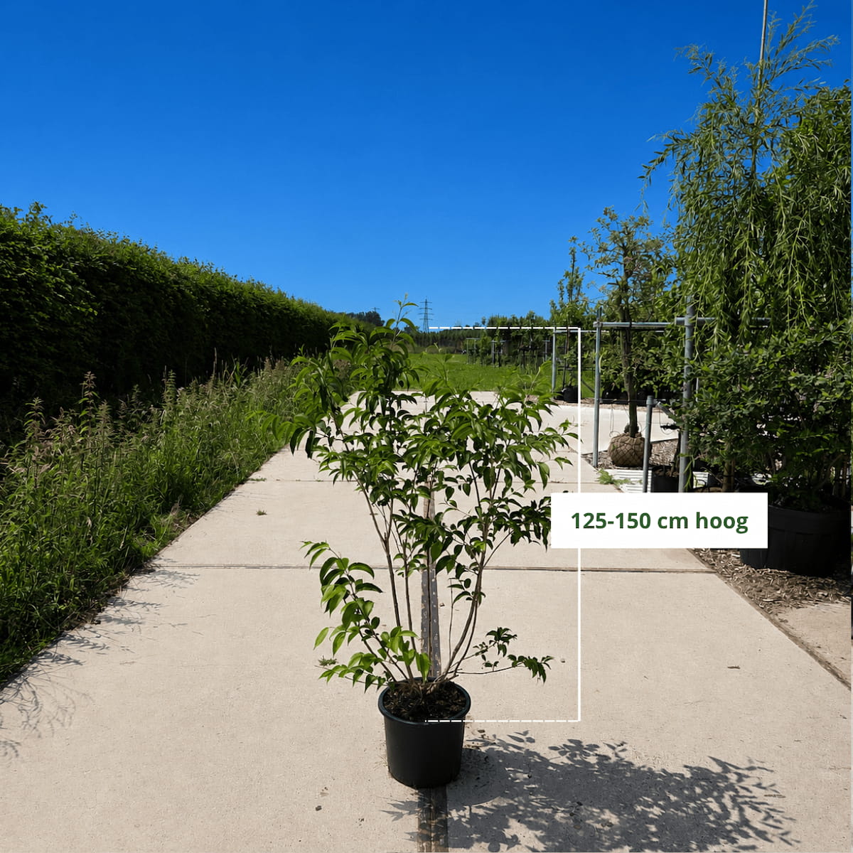 Zevenzonenboom meerstammig (Heptacodium miconoides)