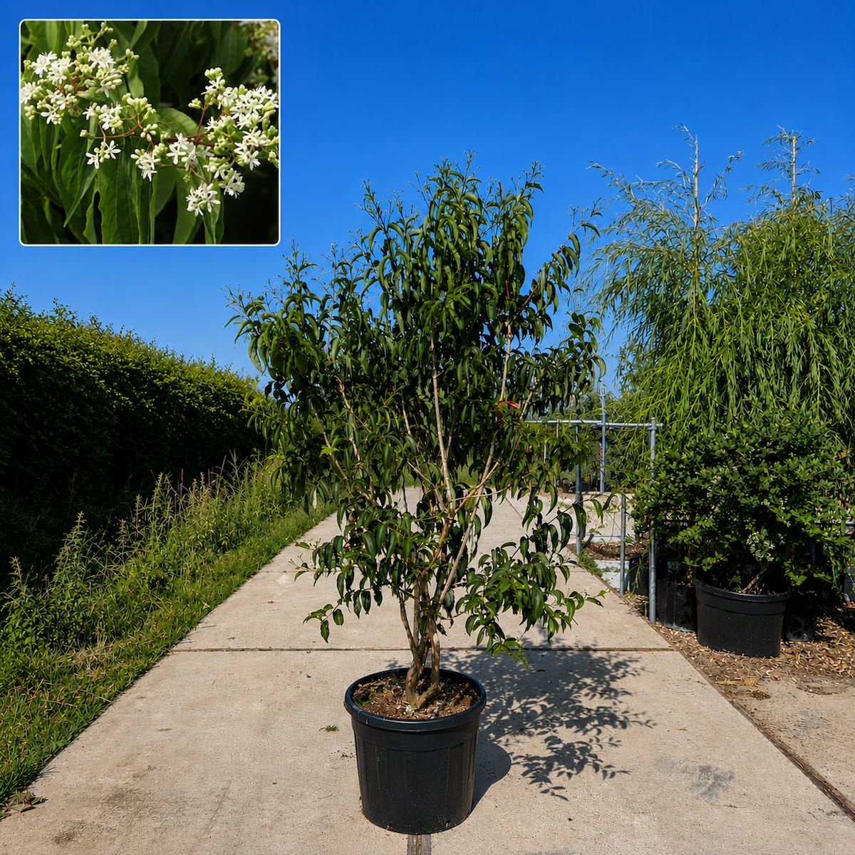 Zevenzonenboom meerstammig (Heptacodium miconoides)