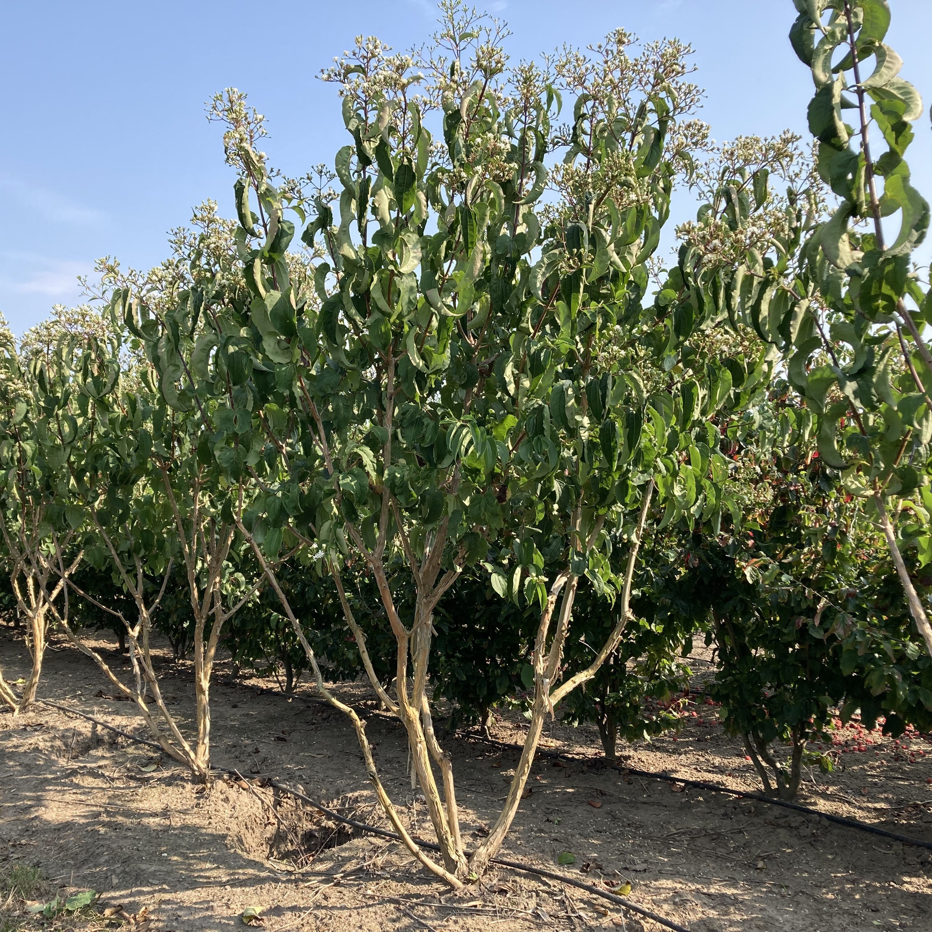 Zevenzonenboom meerstammig (Heptacodium miconoides)