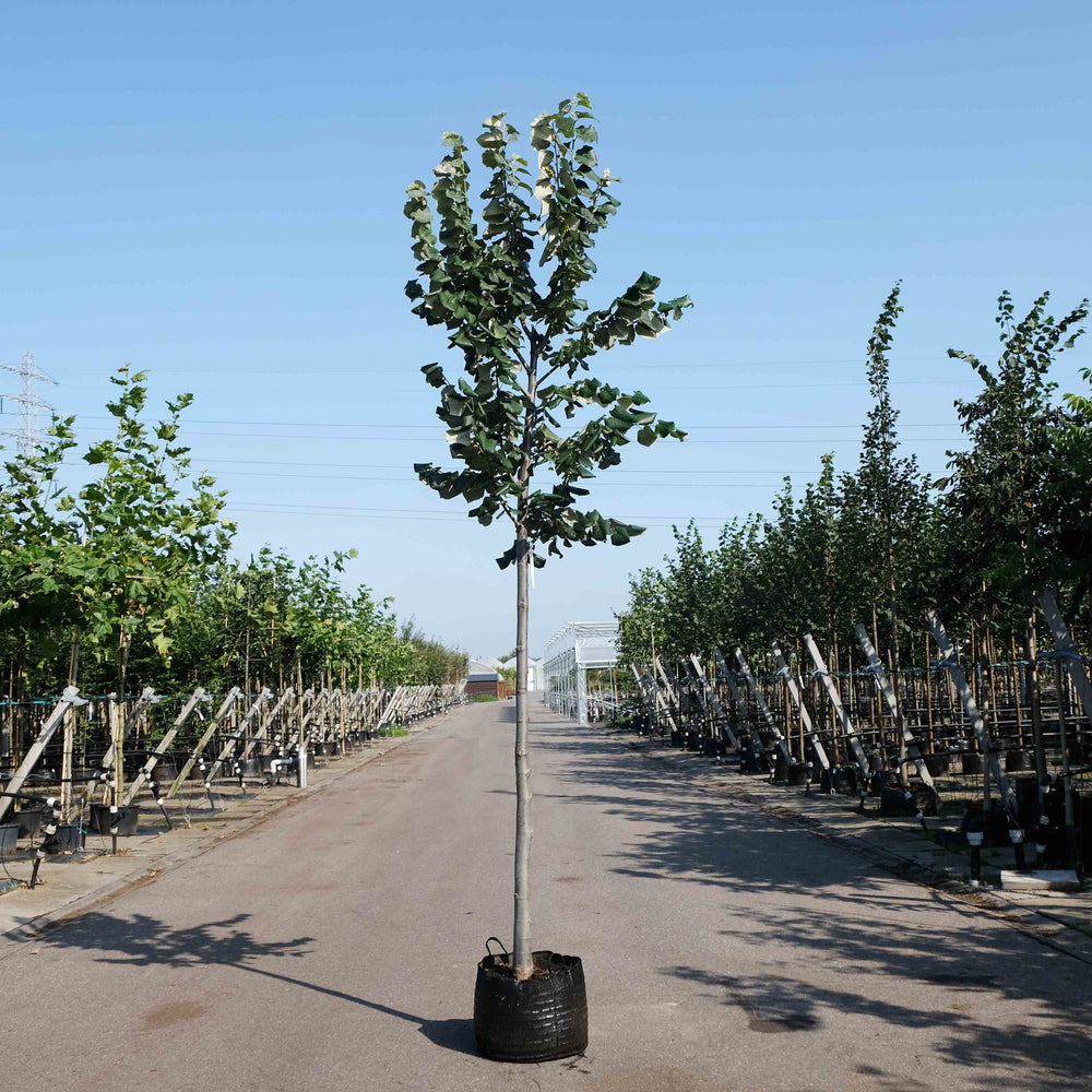 Zilverlinde (Tilia tomentosa Brabant)