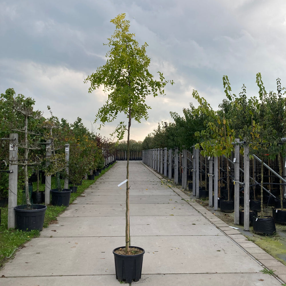 Ziziphus jujuba Chinese dadelboom met rijpe eetbare vruchten