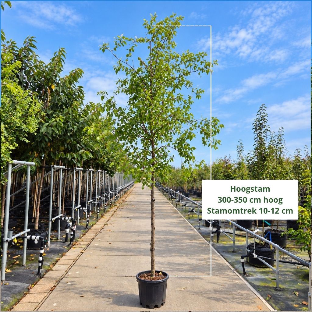 Ziziphus jujuba – Chinese dadelboom