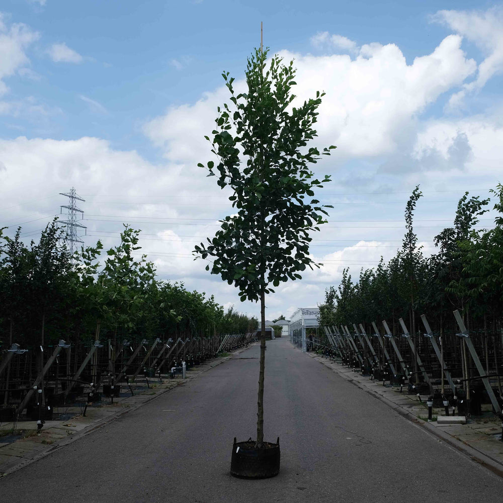 Zwarte els (Alnus glutinosa)