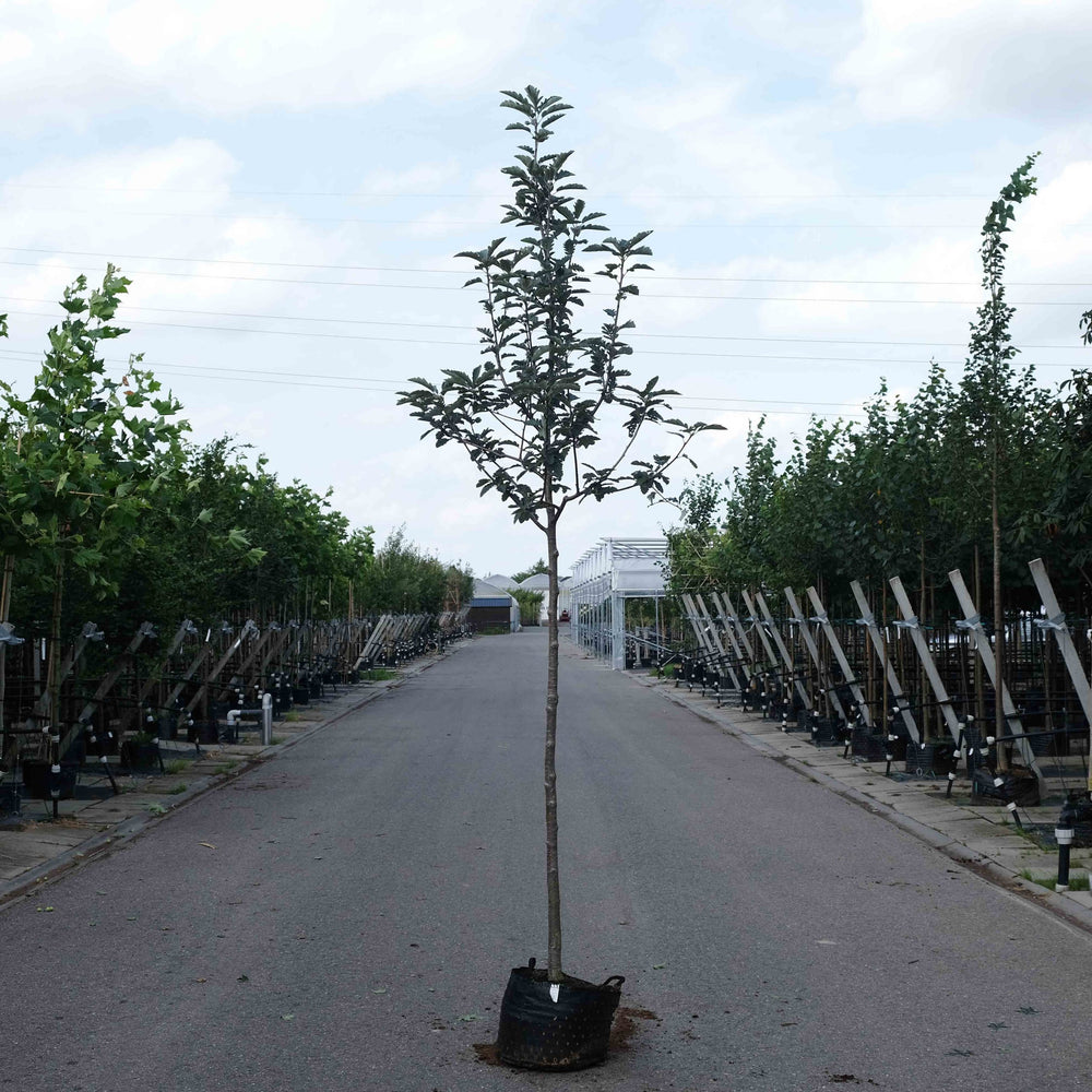 Zweedse lijsterbes (Sorbus intermedia)