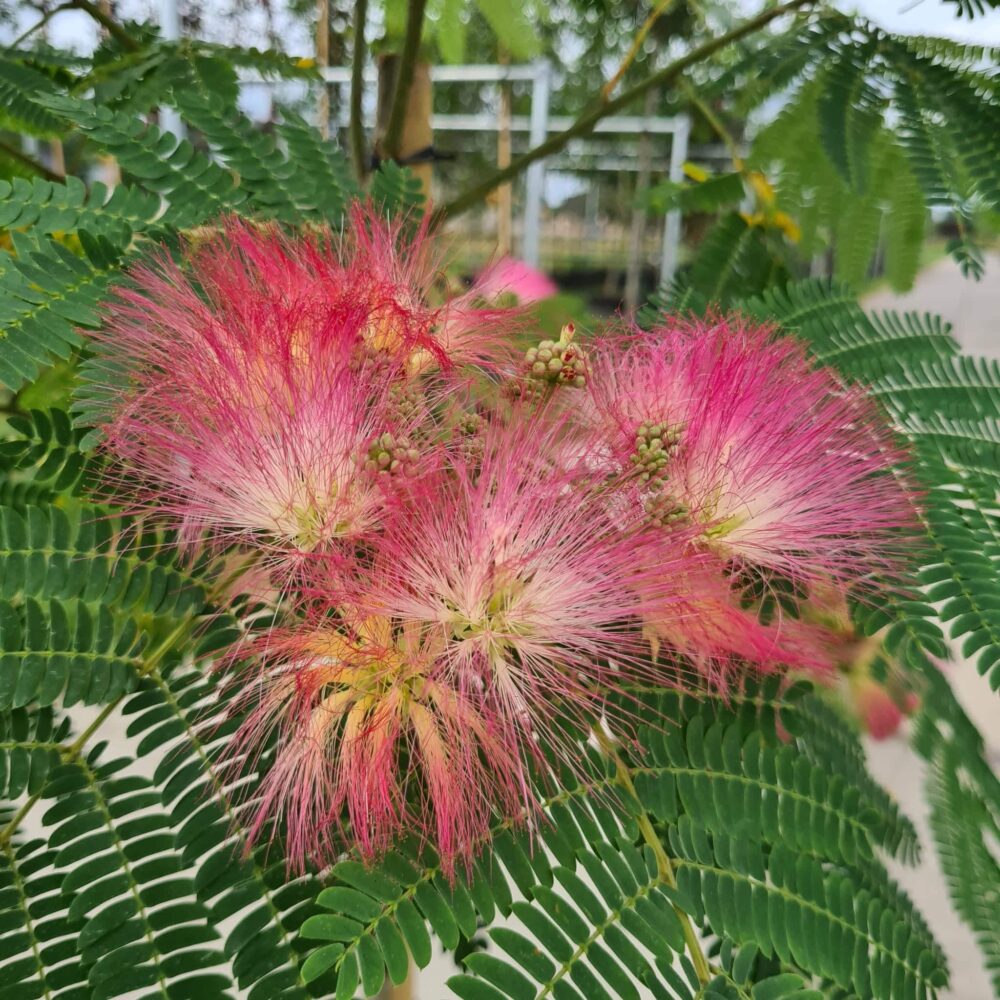 Perzische slaapboom (Albizia)