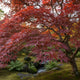 Acer palmatum 'Jerre Schwartz'