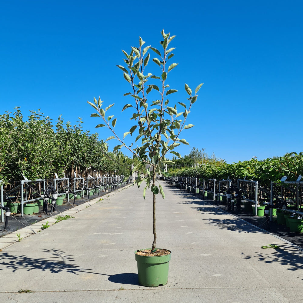 Ecolette appelboom