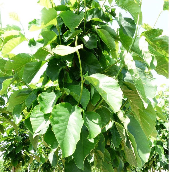 Beverboom (Magnolia Yellow River)