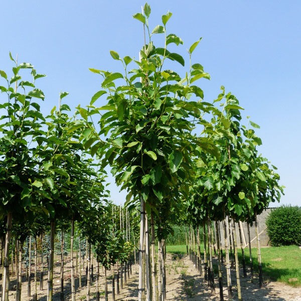 Beverboom (Magnolia soulangeana)