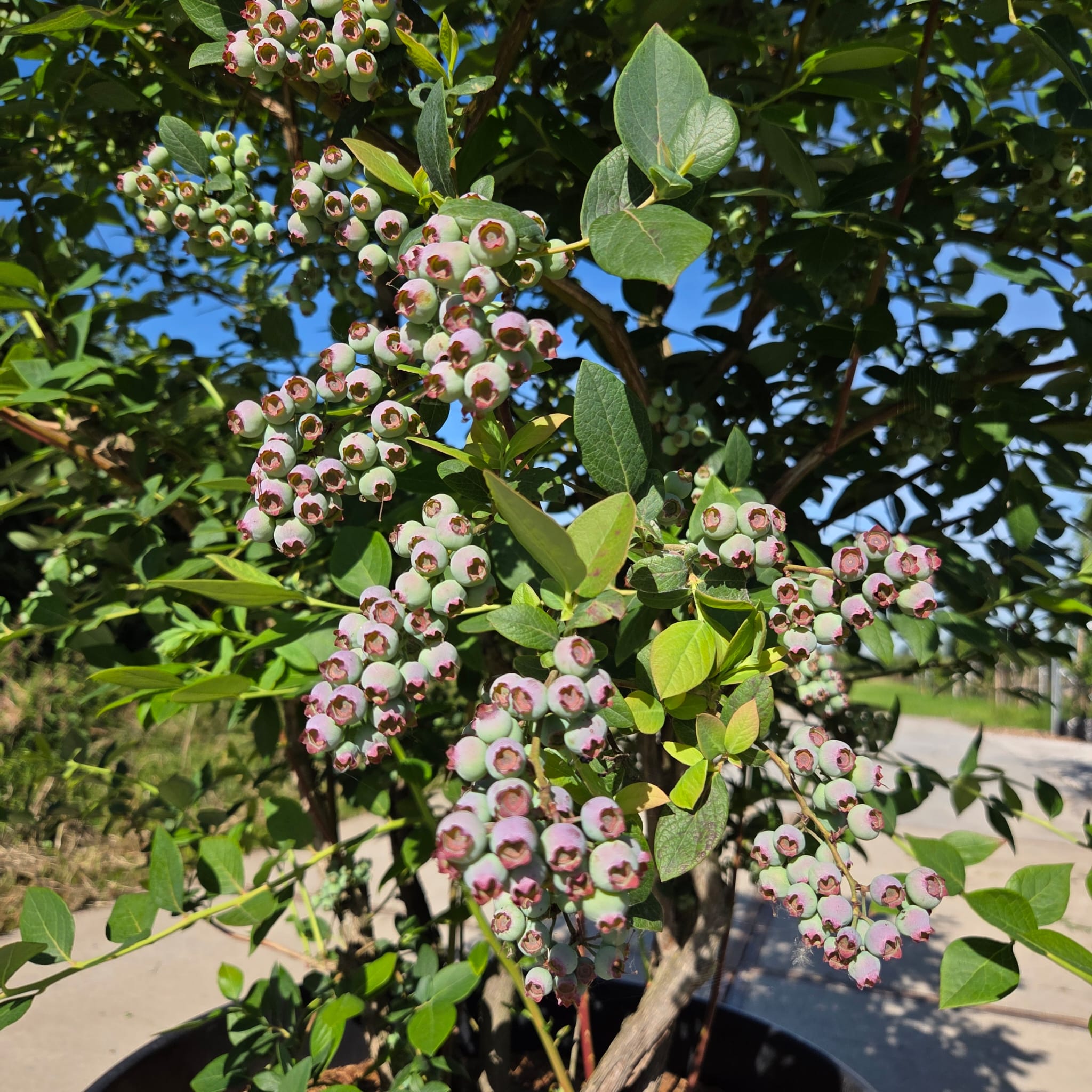 Blauwe bessen struik (Blauwe bosbes)