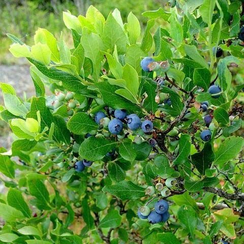 Blauwe bessen struik (Blauwe bosbes)